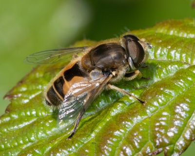 Eristalis arbustorum m 25-05-23.jpg