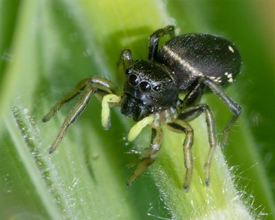 Heliophanus sp 24-05-23.jpg
