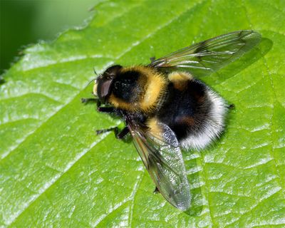 Volucella bombylans 26-05-23.jpg