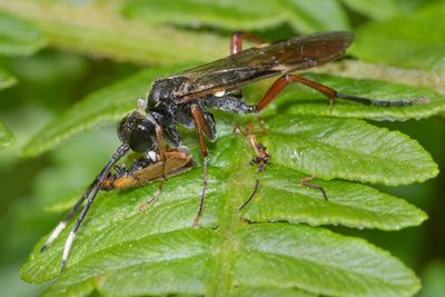 Sawfly - Tenthredo livida 28-05-23.jpg