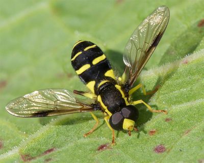 Xanthogramma pedissequum m 28-05-23.jpg