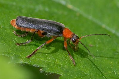 Cantharis pellucida 26-05-23 #2.jpg