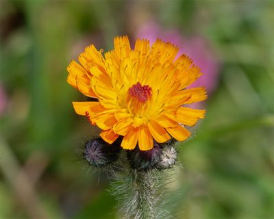 Week 22 - Fox and Cubs - Pilosella aurantiaca 03-06-23.jpg