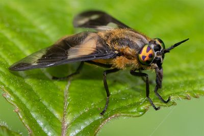 Splayed Deerfly f - Chrysops caecutiens 13-06-23.jpg