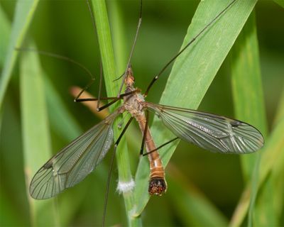 Cranefly - Tipula-Lunatipula lunata m 13-06-23.jpg