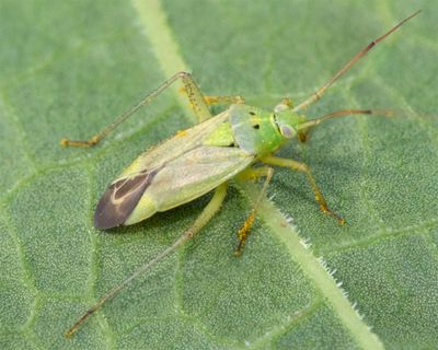 Potato Capsid - Closterotomus norwegicus 13-06-23.jpg