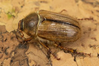 Summer Chafer - Amphimallon solstitiale 17-06-23.jpg