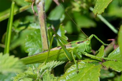 Great Green Bush Cricket - Tettigonia viridissima m 24-06-23.jpg