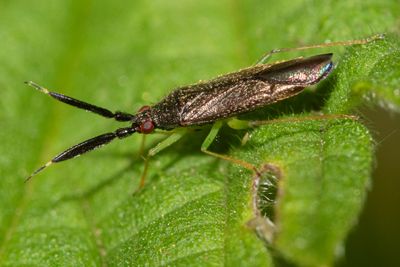 Heterotoma planicornis 24-06-23.jpg