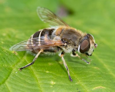 Eristalis nemorum f 25-06-23.jpg