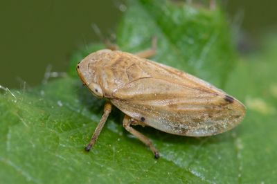 Common Froghopper -  Philaenus spumaris 24-06-23.jpg