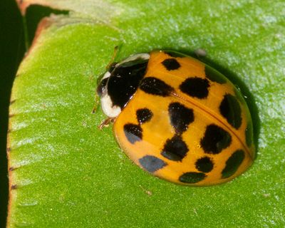 Harlequin Ladybird - Harmonia axyridis 07-07-23 #2.jpg