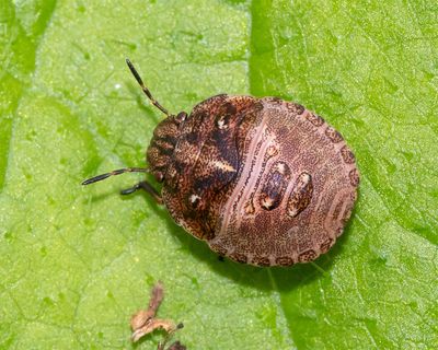 Tortoise Bug - Eurygaster testudinaria nymph 12-07-23.jpg