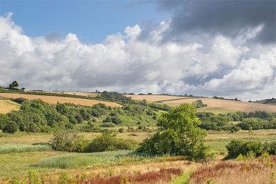 Week 29 - Devon  Wildlife Trust Reserve near Aveton Gifford.jpg