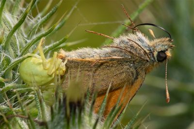 Week 29 - Misumena vatia f with Small Skipper.jpg
