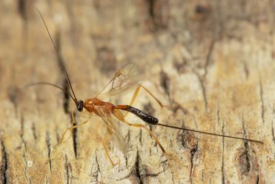 Ichneumon from moth trap 29-07-23.jpg