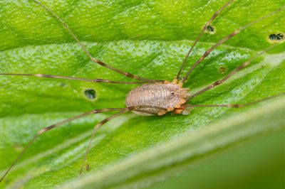 Harvestman - Opilio canestrinii 03-08-23.jpg