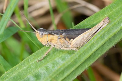 unid poss Field Grasshopper 30-08-23.jpg