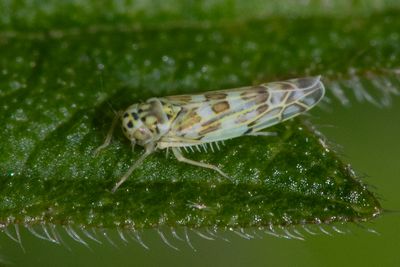 Leafhopper - Eupteryx melissae 25-09-23.jpg