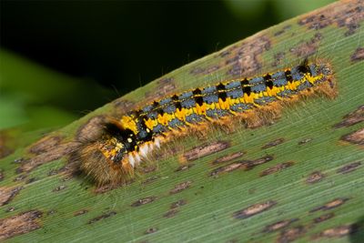 Caterpillar - Drinker Moth - Euthrix potatoria.jpg