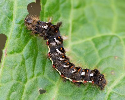 Caterpillar - Knot Grass - Acronicta rumicis.jpg