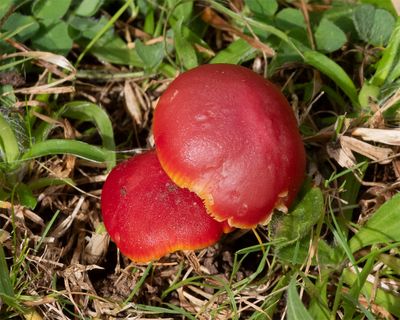 Scarlet Waxcap - Hygrocybe coccinea 15-11-23.jpg