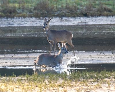 Roe Deer - South Efford - Aveton Gifford 15-01-23.jpg