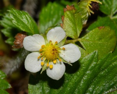 Barren Strawberry - Potentilla sterilis 23-02-24.jpg