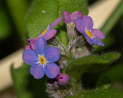 Wood Forget-me-not - Myosotis sylvatica 23-02-24.jpg