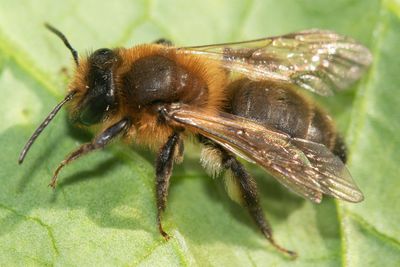 Week 13 - Chocolate Mining Bee - Andrena scotica female.jpg