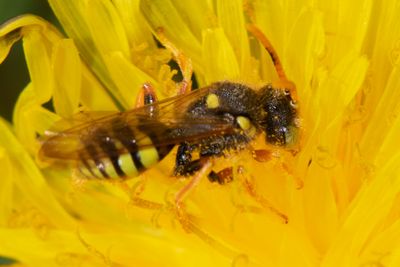 Nomada fucata - Painted Nomad Bee 21-04-24.jpg