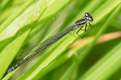 Azure Damselfly - Coenagrion puella f 07-05-24.jpg