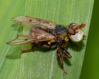 Myopa testacea 17-05-24.jpg