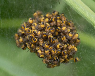 Araneus diadematus spiderlings 17-05-24.jpg