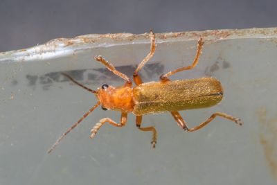 Cantharis cryptica 17-05-24.jpg
