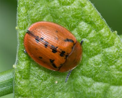 Fleabane Tortoise Beetle - Cassida murraea 25-05-24.jpg