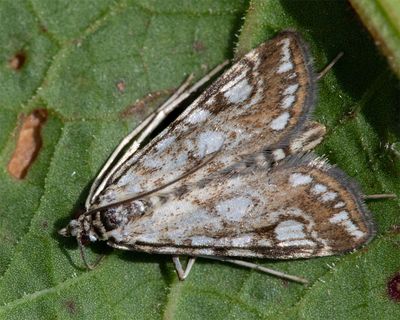 Brown China-mark - Elophila nymphaeata 25-05-24.jpg