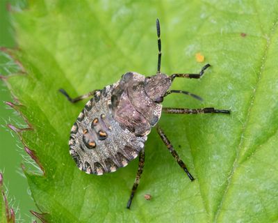 Red-legged Shieldbug - Pentatoma rufipes nymph 24-05-24.jpg
