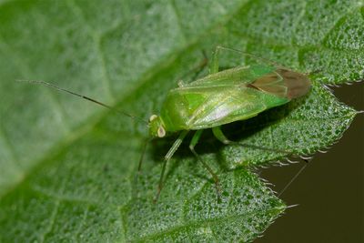Common Green Capsid - Lygocoris pabulinus 12-07-24.jpg