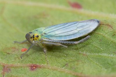 Cicadella viridis 04-08-24.jpg