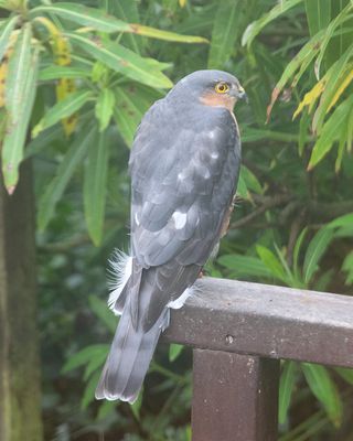 Sparrowhawk in my garden 30-09-24.jpg