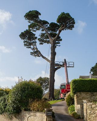 Week 45 - Woodcot tree removal - Salcombe.jpg