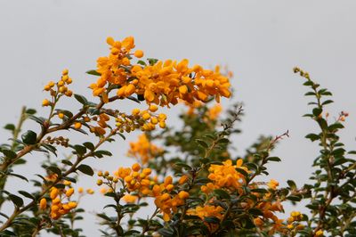 Berberis darwinii flowering out of season 11-11-24.jpg