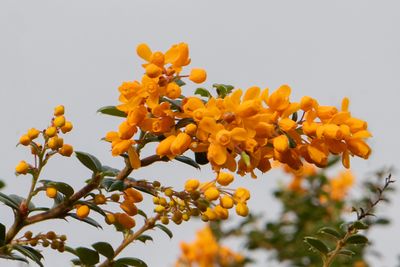 Week 49 - Berberis darwinii.jpg