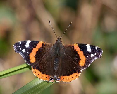 Red Admiral - Vanessa atalanta 13-11-24.jpg