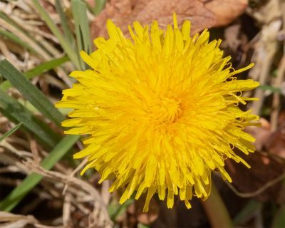 Dandelion - Taraxacum agg 02-03-25.jpg