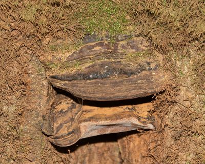 Ganoderma australe 02-03-25.jpg
