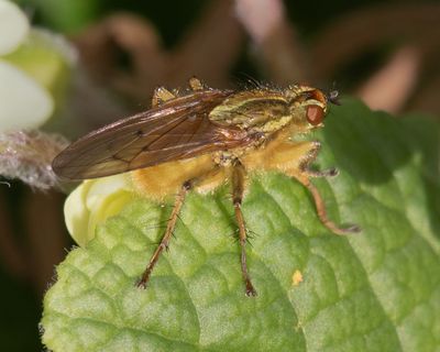 Yellow Dung Fly - Scathophaga stercoraria 02-03-25.jpg