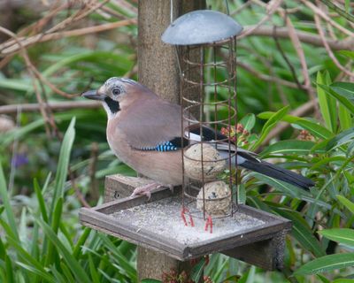 Jay in my garden 21-03-25.jpg