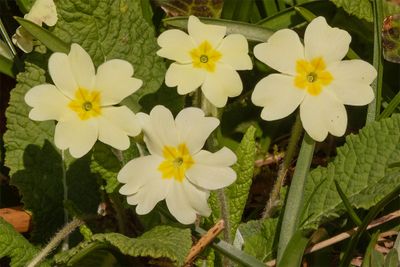 Primrose 23-03-25.jpg